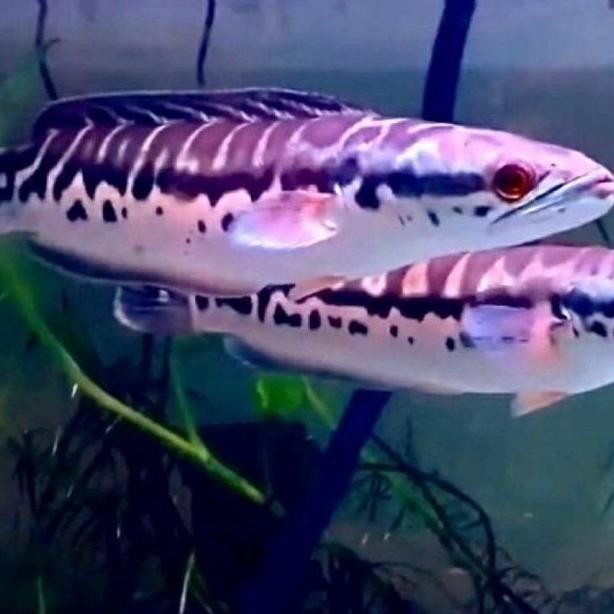 Hiasan CHANNA MICROPELTES | TOMAN SIZE JUMBO 40CM