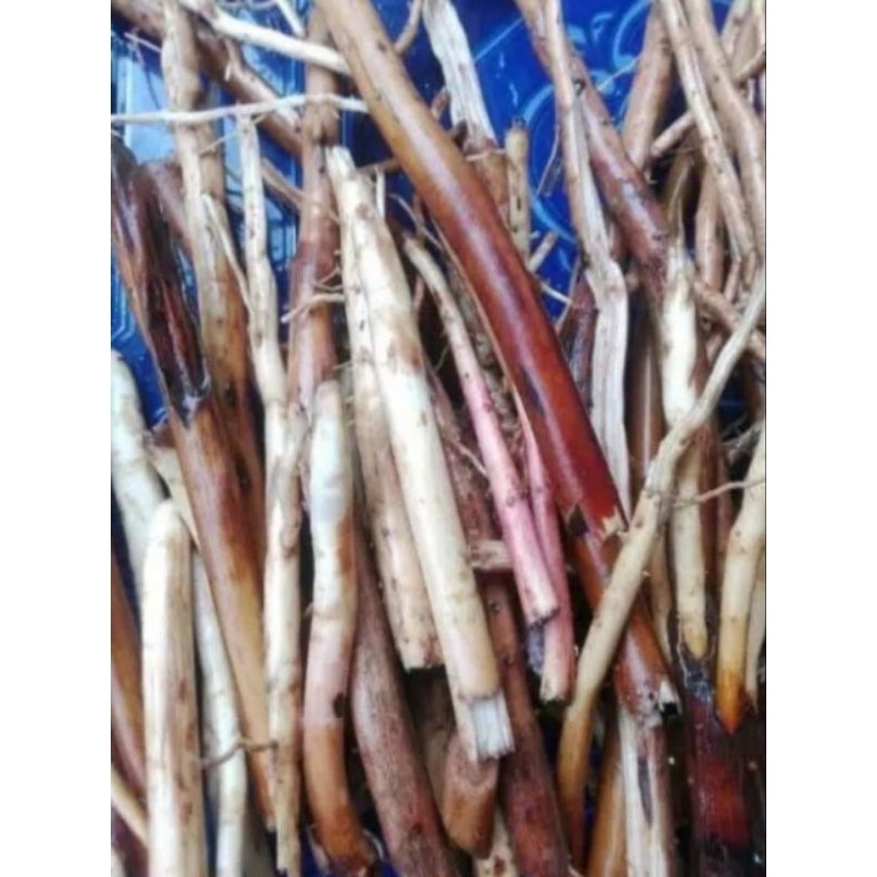 

AKAR PINANG, Akar Jambe muda, segar herbal Murmer Herbal COD