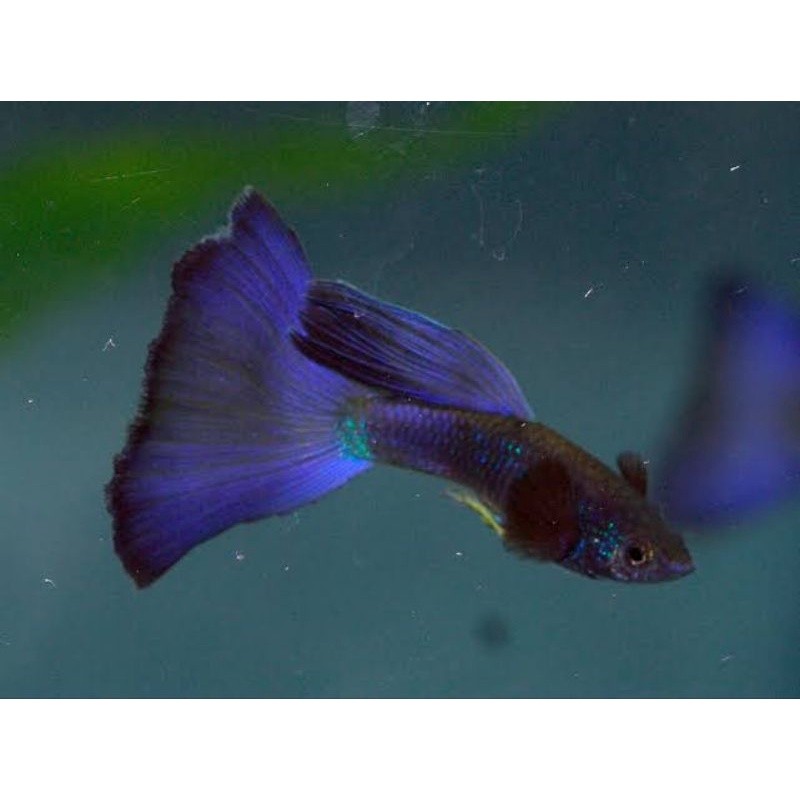 Hiasan Guppy Blue Moscow