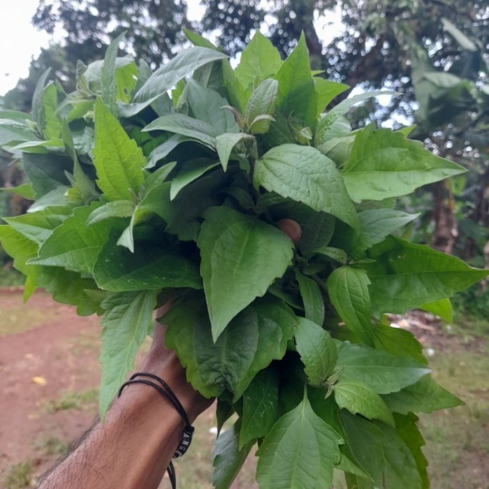 

Daun Balakacida Daun Kirinyuh Segar 1KG
