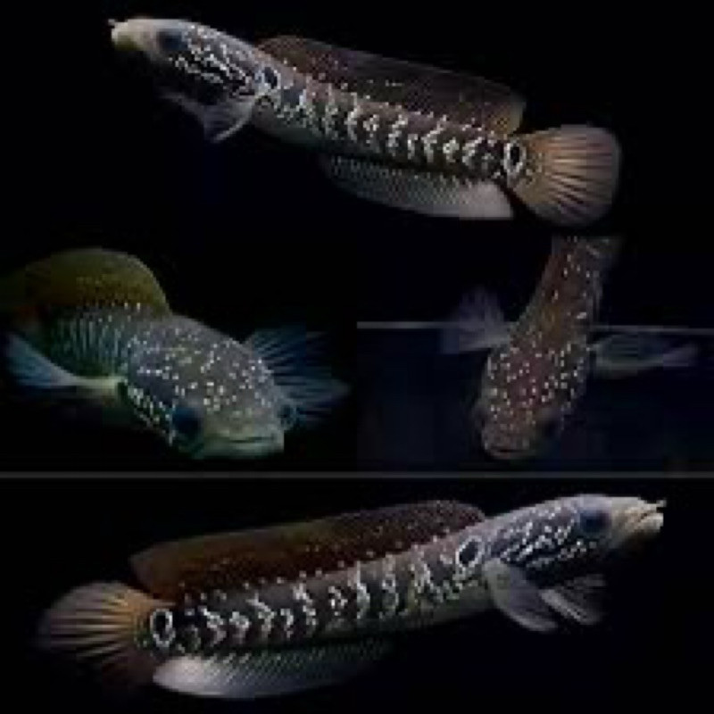 Hobi Asiatica Ws singel flaring 13-15cm Full mutiara