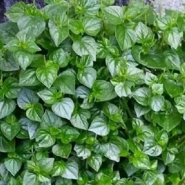 

Daun sirih cina (ketumpang air pres 1kg