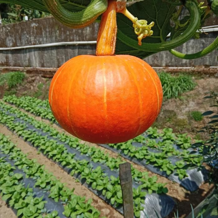 

kaboca pamkin labu madu