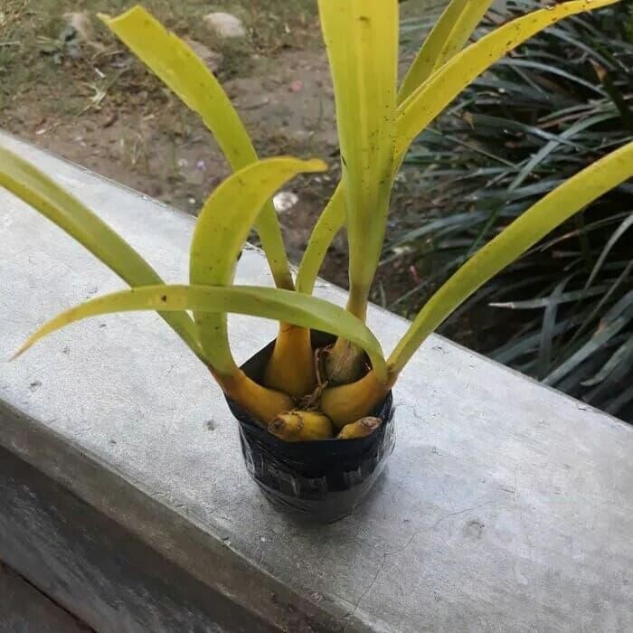 promo grosir BIBIT ANGGREK HUTAN LIAR dikirim tanpa media ready