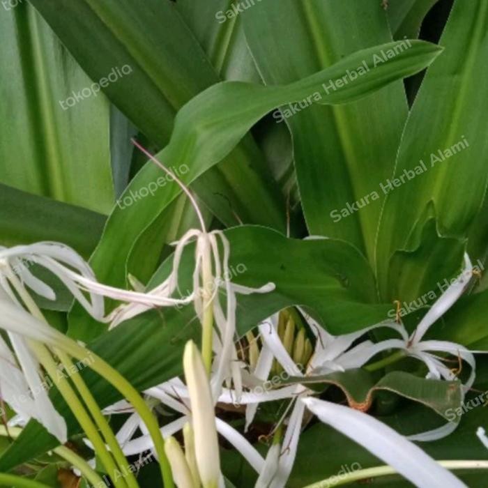 

promo daun bakung segar 100gram ready