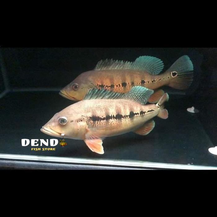 ikan Pbass intermedia pbas size 7-8 cm