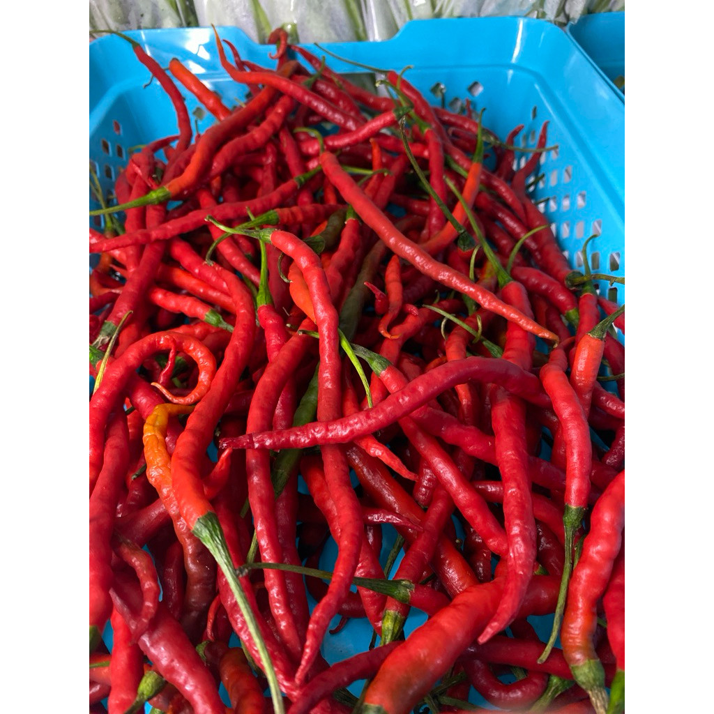 

Paket Cabe kriting merah pedas