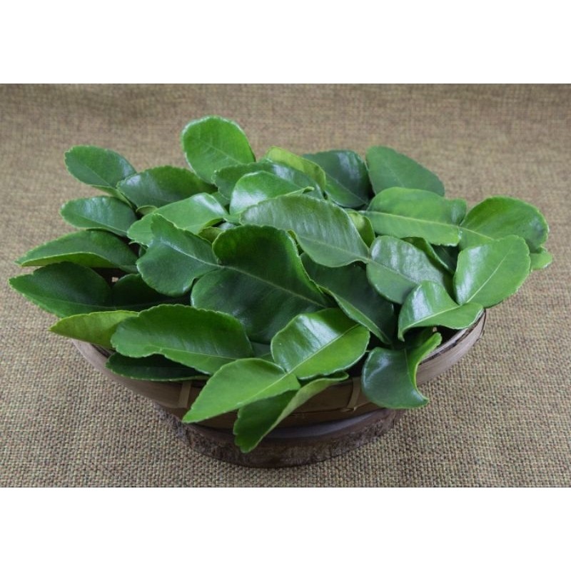 

daun jeruk purut 30 biji