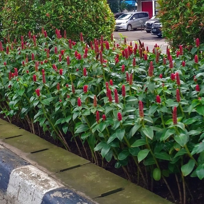 tanaman pacing pentul merah - tanaman pagar pacing bunga pacing pentul