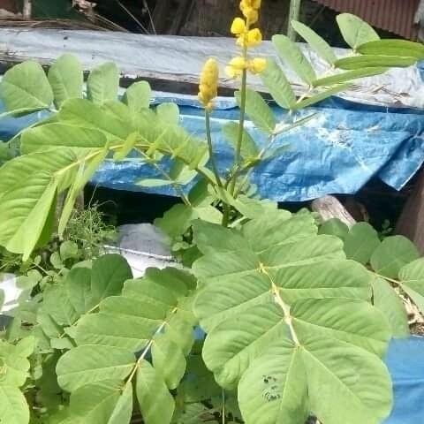 

bibit gelinggan/ ketepeng cina