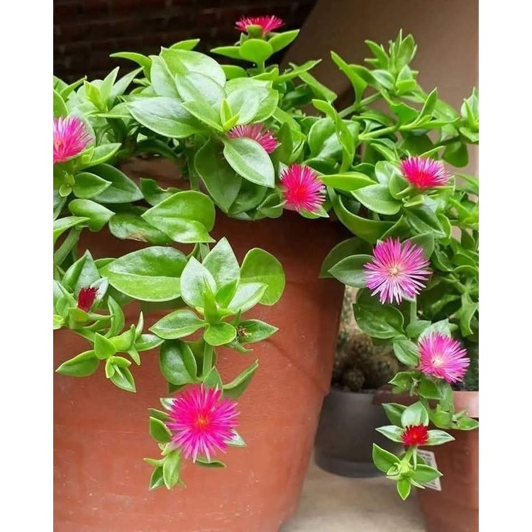 Tanaman Hias Gantung Lipstik Lokal Baby Sun Rose Bunga Merah (Aptenia cordifolia) Kios Bunga Galaxy 