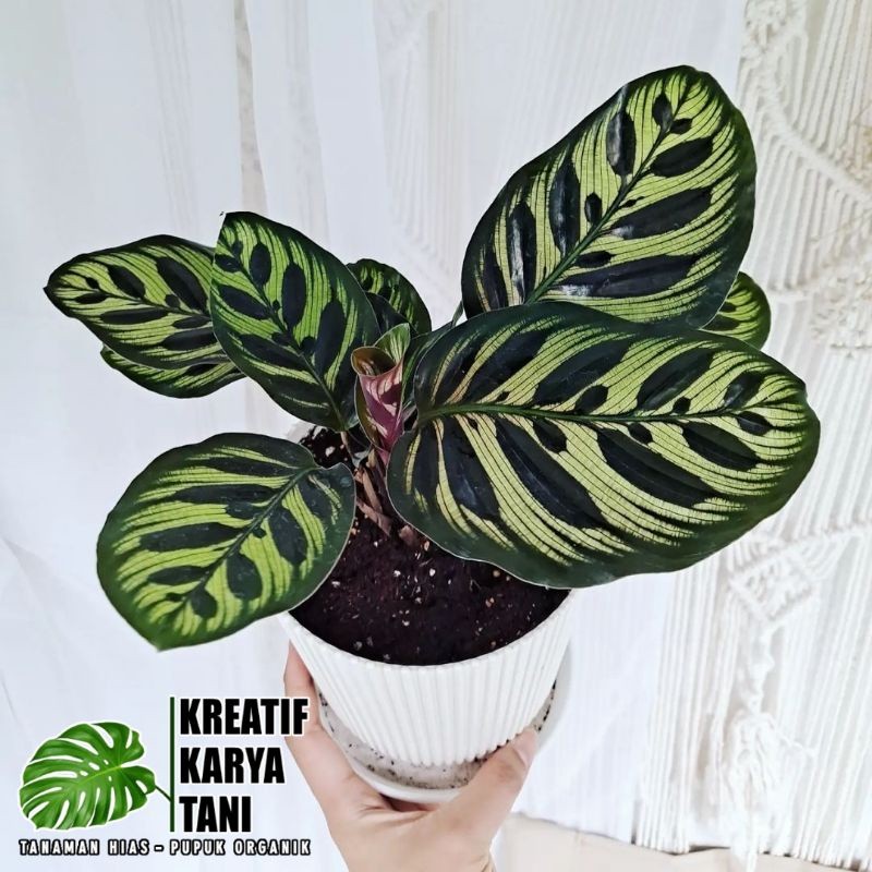 Calathea Makoyana - Tanaman hias calathea makoyana - Kalatea Makoyana
