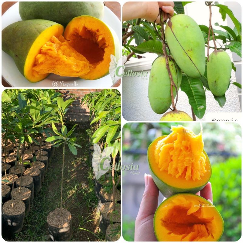 Bibit Tanaman Buah Mangga Jenis Alpukat/Mangga Alpukat Tabulampot Okulasi