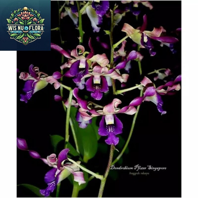 Seedling Anggrek Dendrobium Pfizer Singapore Tanaman Hidup-Bunga Hidup Murah Pohon Hias - Bunga Hias