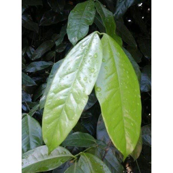 

Daun Melinjo- daun tangkil muda sayur