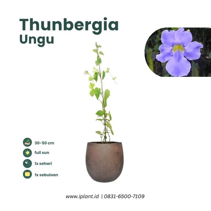 Tanaman Hias Merambat Thunbergia | Bunga Rambat Ungu & Putih | Cepat Berbunga