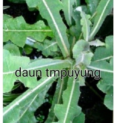 

paket 4 akar alang alang' daun tmpuyung' apukat' kumis kucing ..