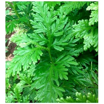 

DAUN CEKER AYAM SEGAR 1KG MURAH TERBAIK OBAT HERBAL OBAT TRADISIONAL OBAT ALAMI DI PETIK LANGSUNG SAAT ORDERAN MASUK