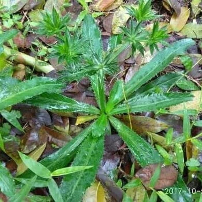 

WALANG SANGIT/WALANG CINA SEGAR