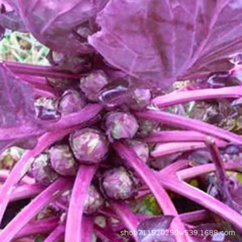 Liceriashop17 3Pcs Benih Bibit Sayur Brussel Sprout / Kubis Mini Hijau/Ungu / Benih Brussel Seeds