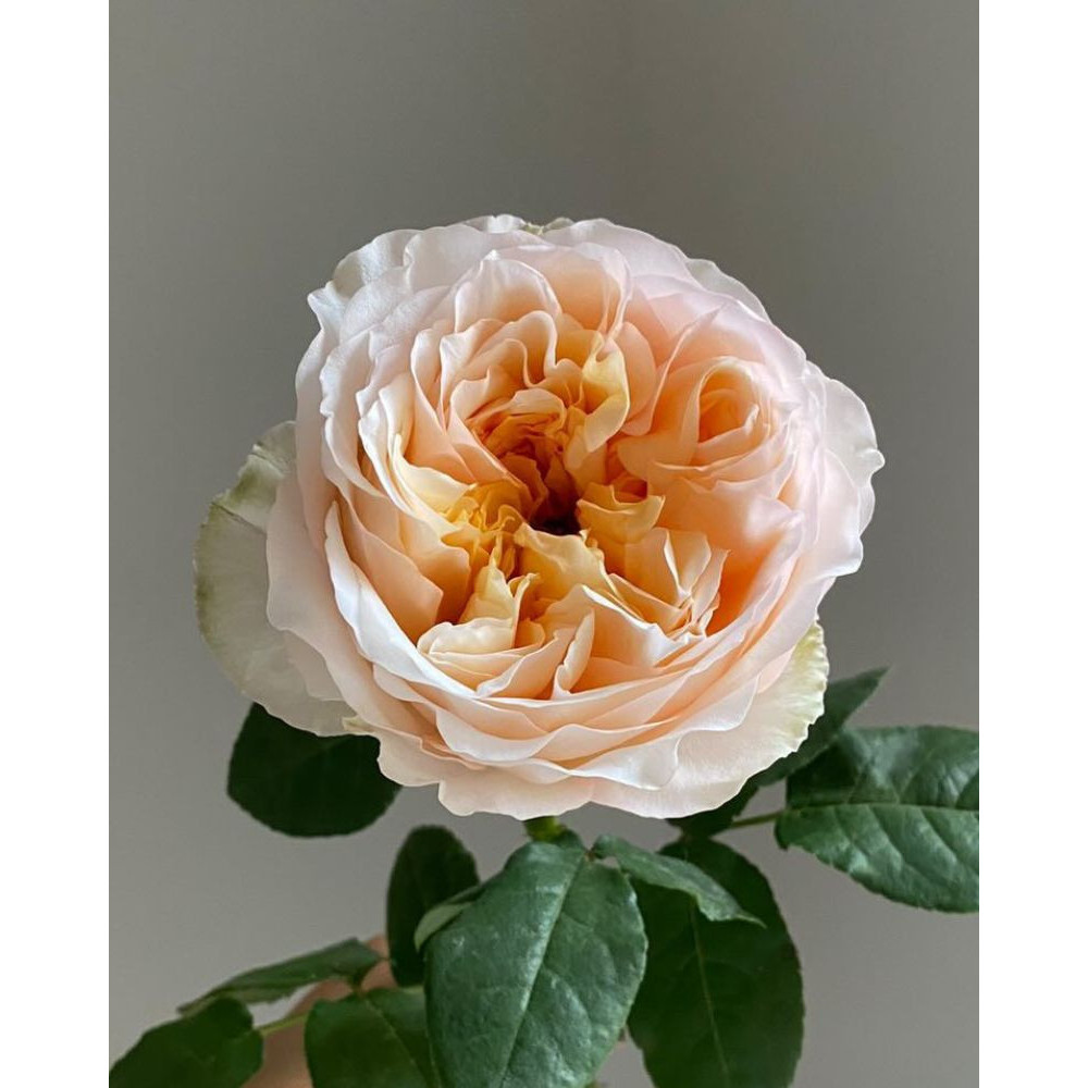 Tanaman Hidup Bunga MAWAR JULIET Berbunga Wangi & Bergaransi - Bunga Mawar Impor Hidup Juliet