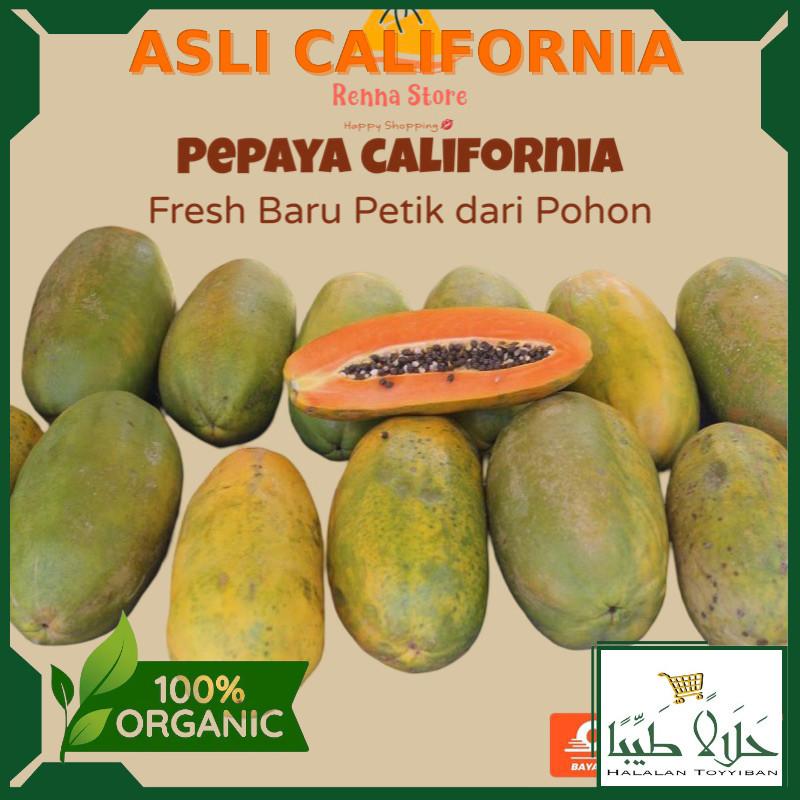 

PEPAYA CALIFORNIA Fresh Petik Dari Pohon 1 Per 1 Buah