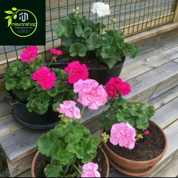 tanaman hias geranium Tanaman hias hidup