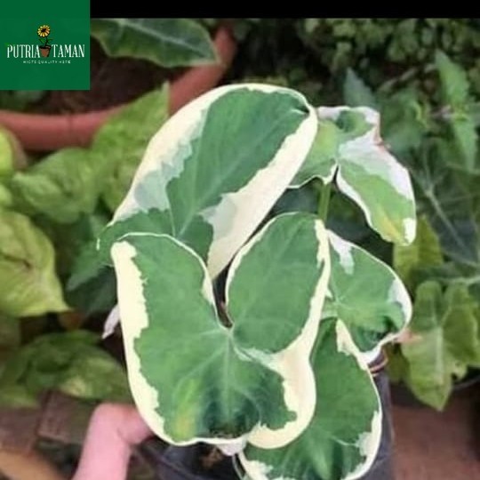 Tanaman hias keladi kantong Semar/keladi list putih