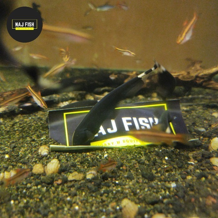 Ikan Black Ghost Penghias Aquarium Aquascape Instant Only