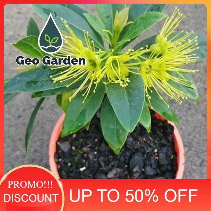 bibit tanaman hias xanthostemon - santos Temon