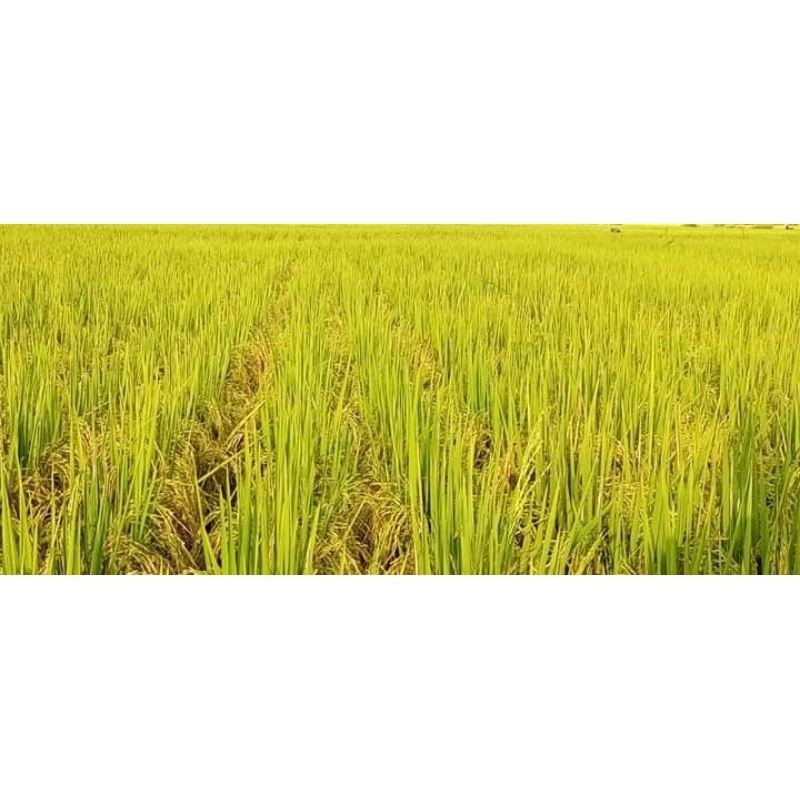 Benih Bibit Padi Unggul MR 323 Kemasan 5Kg