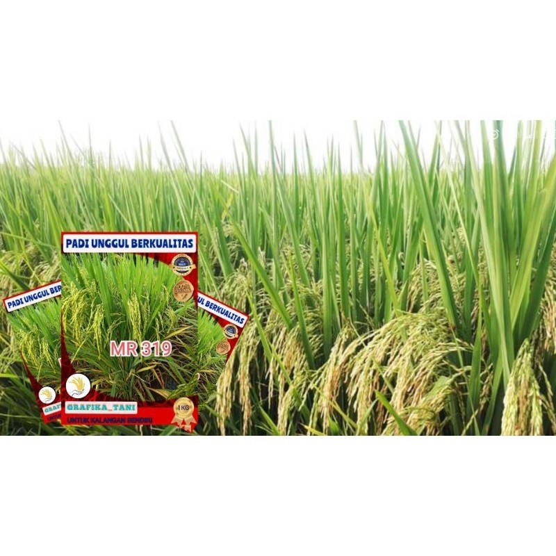 BENIH PADI MR319/5KG