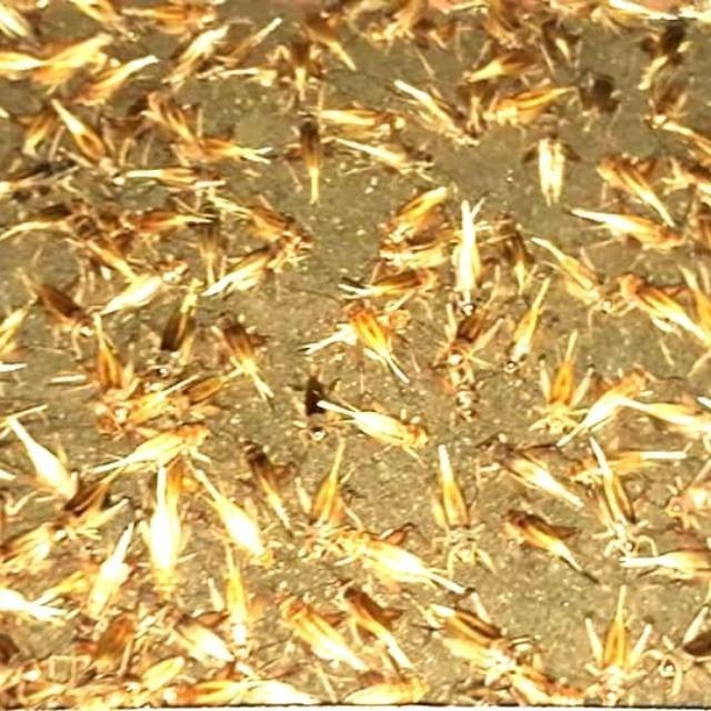 YJ25L Telur jangkrik madu kuning kwalitas istimewa 1 kg