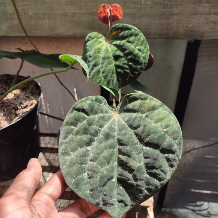 tanaman sirih wulung - sirih wulung