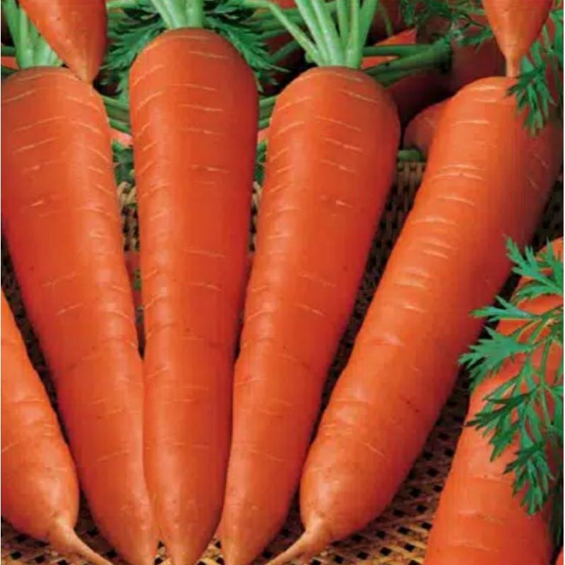 

Wortel Brastagi 500 g / Wortel Import