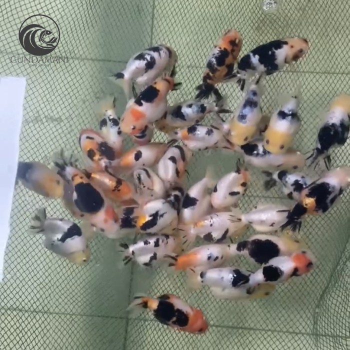Ornamen GOLDFISH HIGH QUALITY MILK COW RANCHU SAPI CHINA cf