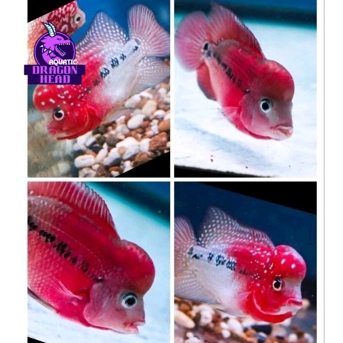 Hiasan aquascape Promo Terbaru Burayak Louhan Jenong Kamfa Klasik F1 Thailand Merah bergaransi