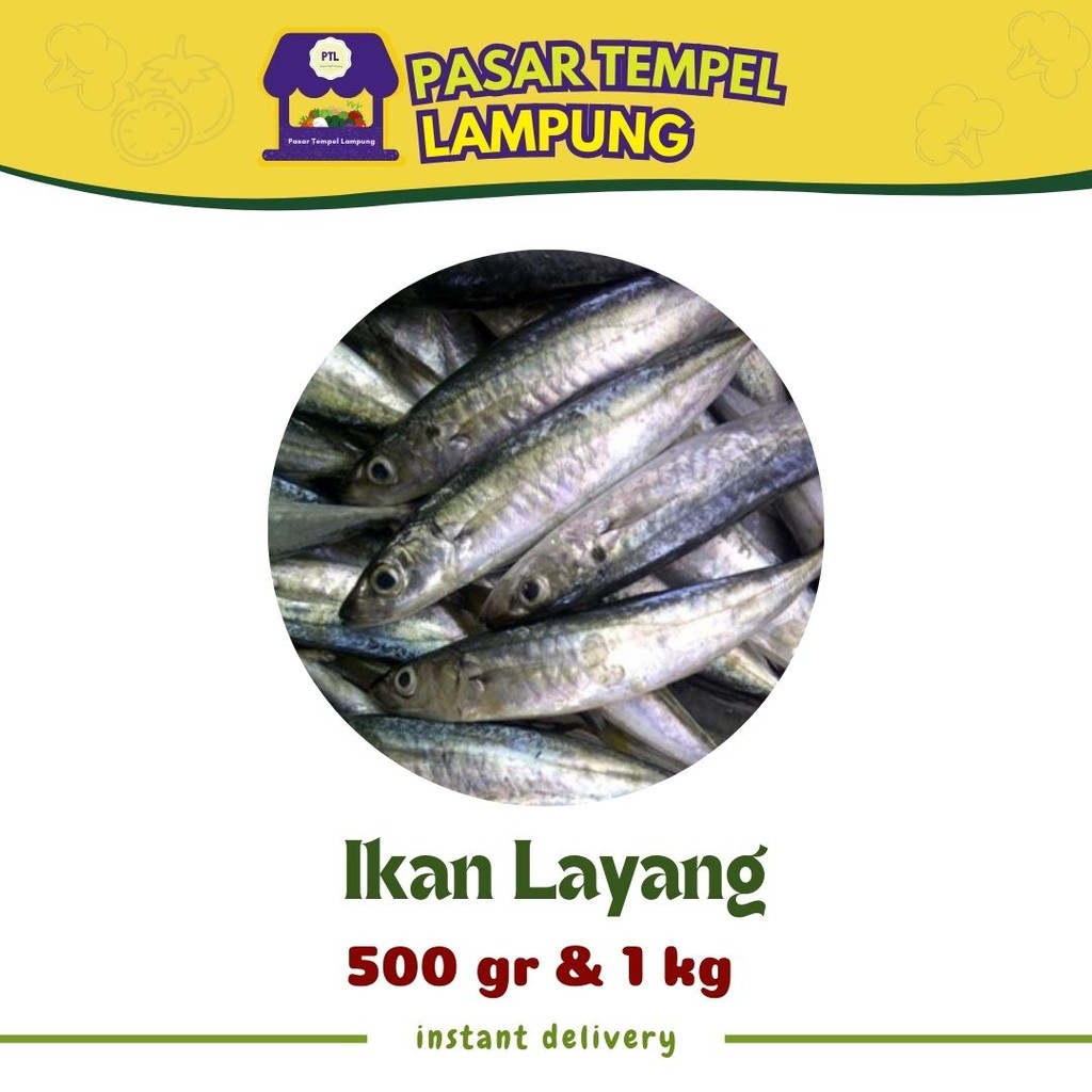 

Ikan Layang Ikan Laut Ikan Layang Segar 500 gr 1 kg Pasar Lampung Ikan Lampung