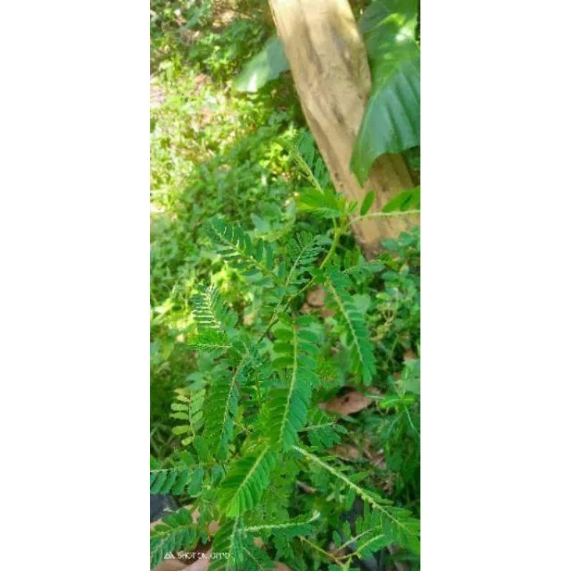 

Promo daun Meniran segar 100gram murah