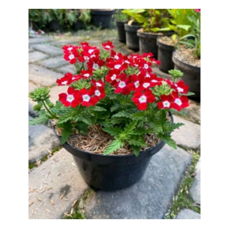 Tanaman Hias Verbena tanaman Verbena pentas eleghant