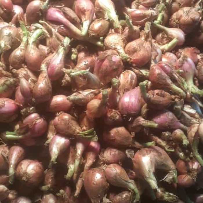 

BAWANG SUMENEP MENTAH BESAR 1 KG HARGA GROSIR