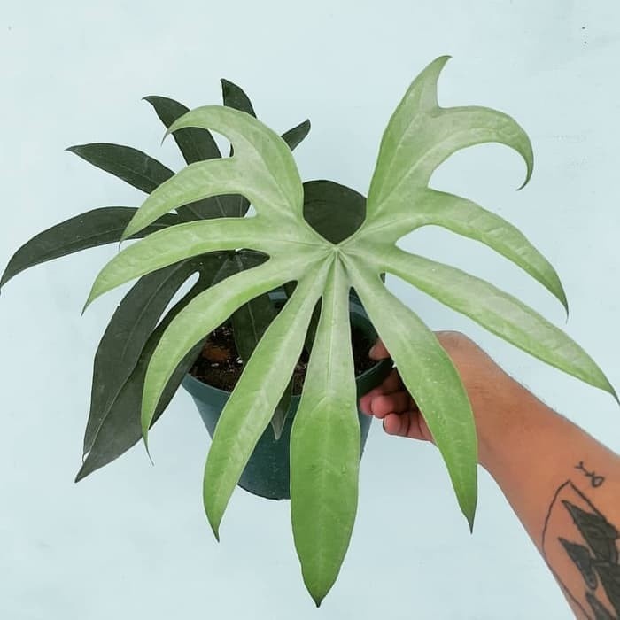tanaman hias anthurium pedatoradiatum - anthurium jari _ Tanaman Hias Bunga Hidup