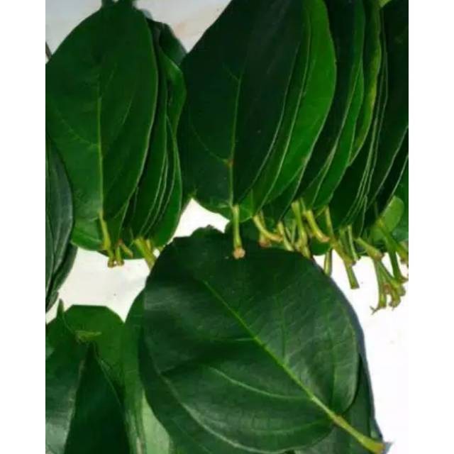 

Daun cincau hijau organik segar 500gr
