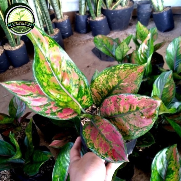 Tanaman Hias Aglonema Heng Heng - Aglonema Heng heng