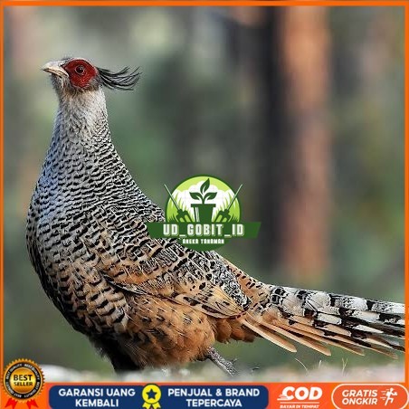 

Telur ayan hias ringneck cheer pheasant fertil untuk ditetaskan UD_GOBIT_ID