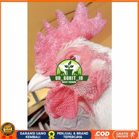 

Telur ayam hias bangkok albino mata merah fertil asli siap ditetaskan - ayam albino UD_GOBIT_ID