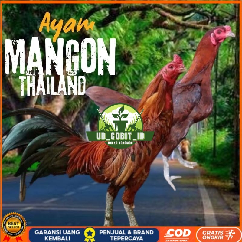 

telur ayam mangon Ori Thailand petarung bisa untuk di tetaskan UD_GOBIT_ID