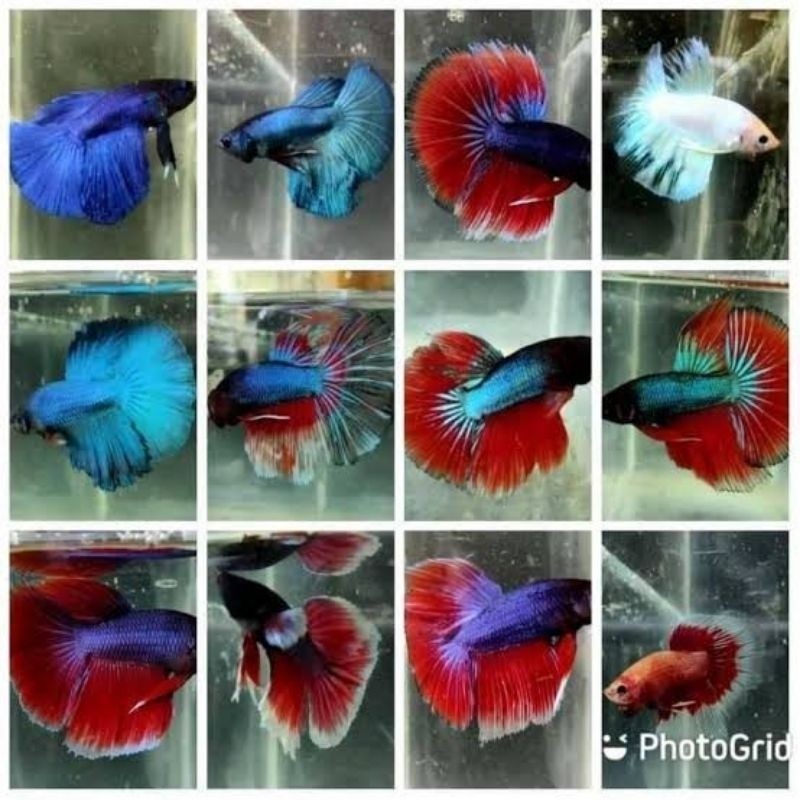 

stiker anomali cupang Hm / Halfmoon