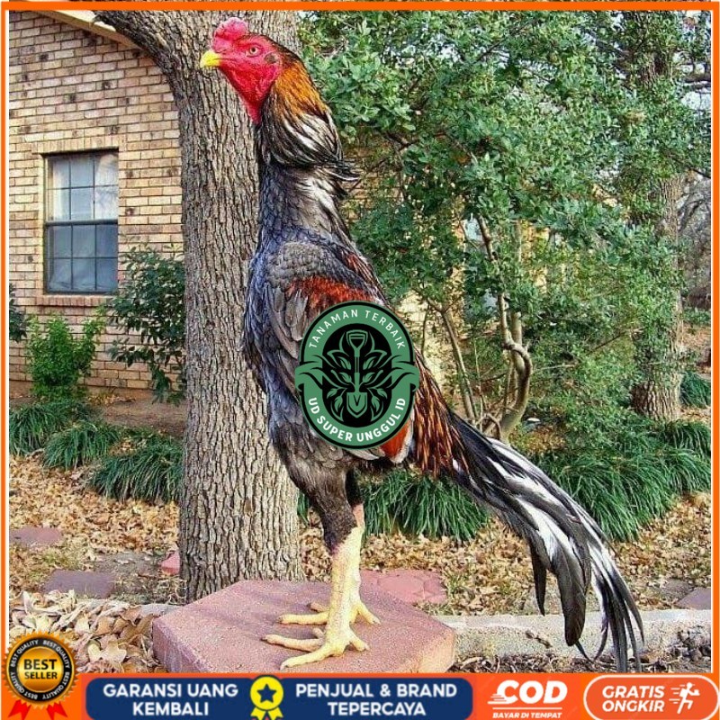 

OSHAMO EROPA FERTIL FRESH UD_SUPER_UNGGUL_ID