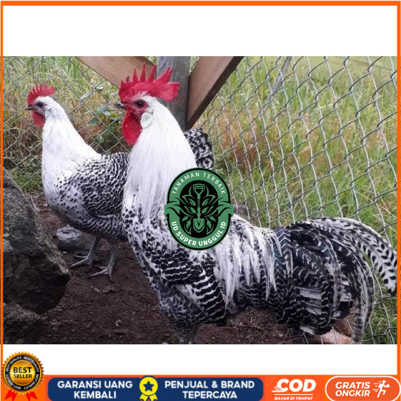 

TELUR FERTIL AYAM ARAB PETELUR HANDAL INDUKAN TERSELEKSI UNTUK DI TETASKAN UD_SUPER_UNGGUL_ID